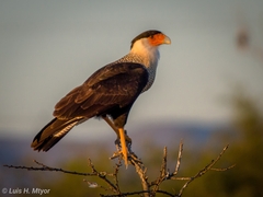 Caracara plancus cheriway