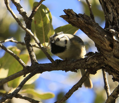 Baeolophus wollweberi