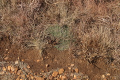 Helichrysum caespititium