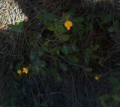 Crotalaria rotundifolia