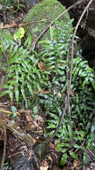 Arthropteris tenella