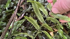 Arthropteris tenella