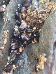 Xenostrobus neozelanicus