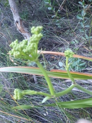 Lichtensteinia lacera