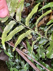 Arthropteris tenella