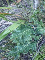 Lichtensteinia lacera
