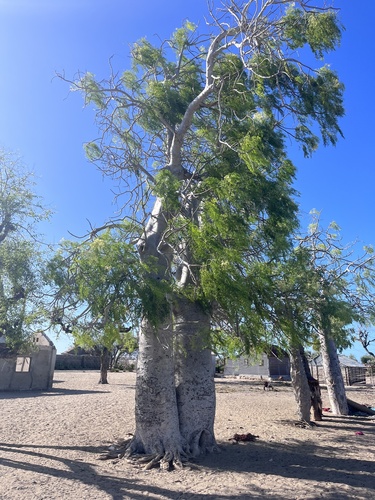 Moringa drouhardii image