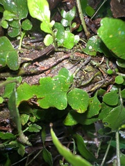 Arthropteris tenella