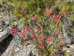 Erica densifolia