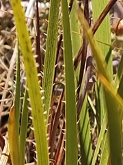 Conostylis juncea