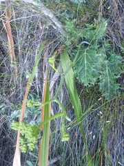 Lichtensteinia lacera