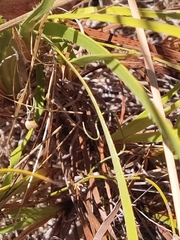 Conostylis juncea
