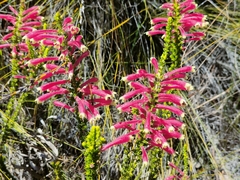 Erica densifolia