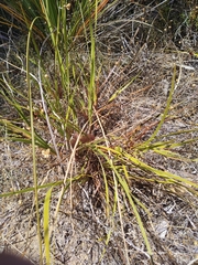 Conostylis juncea