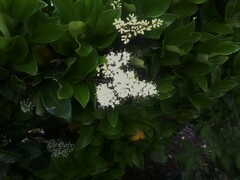 Ligustrum japonicum