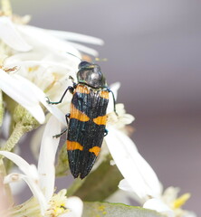 Castiarina attenuata