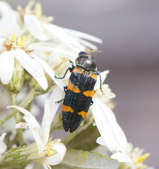 Castiarina attenuata
