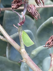 Siphanta acuta