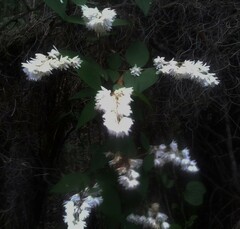 Deutzia