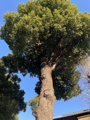Cinnamomum