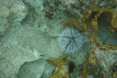 Tripneustes ventricosus