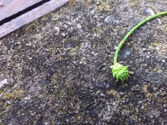 Selitrichodes utilis