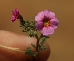 Jamesbrittenia aurantiaca