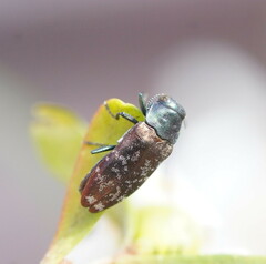 Diphucrania