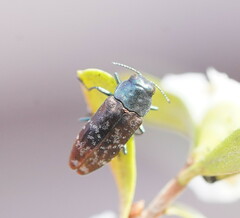 Diphucrania