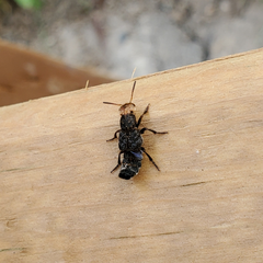 Dinothenarus capitatus