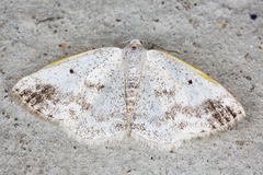 Lomographa temerata