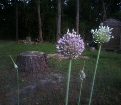 Allium sativum