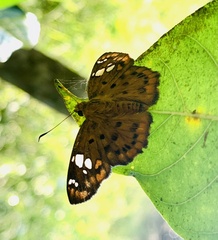 Coladenia indrani