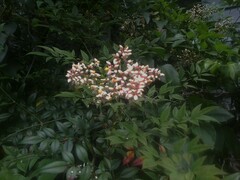 Nandina