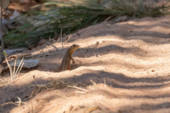 Leiolepis belliana