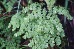 Adiantum andicola