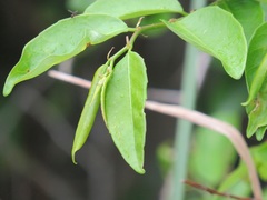 Sclerocroton integerrimus
