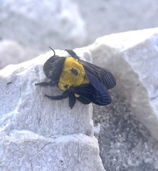Xylocopa calens