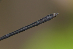 Hetaerina cruentata