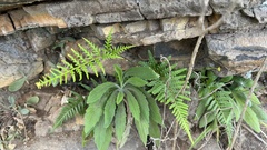 Pityrogramma calomelanos