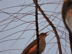 Turdus grayi