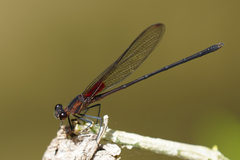 Hetaerina cruentata