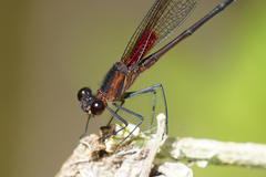 Hetaerina cruentata