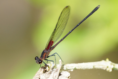 Hetaerina cruentata