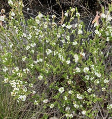 Baeckea imbricata
