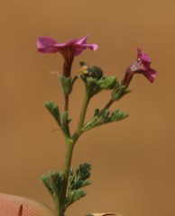 Jamesbrittenia aurantiaca