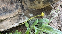 Pityrogramma calomelanos