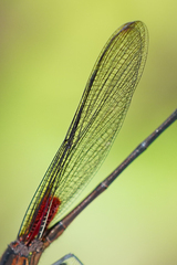 Hetaerina cruentata