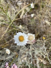 Leucochrysum albicans