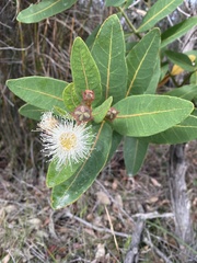 Angophora hispida